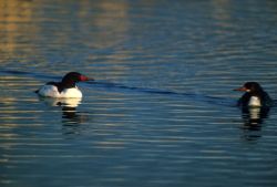 Common Merganser Image