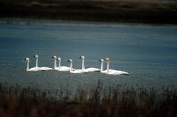 Tundra swans Image