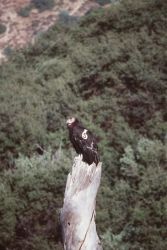 California Condor Image