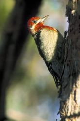 Red- breasted Sapsucker Image