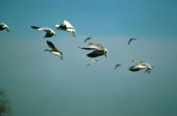 Snow Geese in flight Image