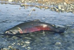 Chinook Salmon Image