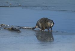 Common Muskrat Image