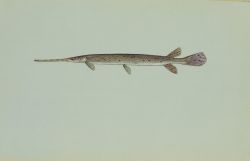 Longnosed gar Photo