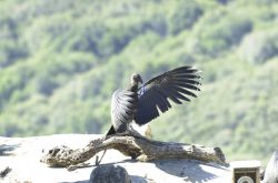 California Condor Image