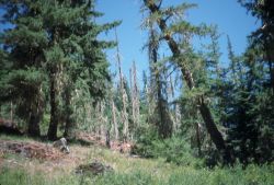 Harvested Area Above Cooper Lake Image