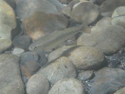 Trout in Elwha Image