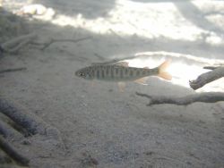 Coho Salmon in Elwha Image