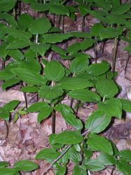 Croomia pauciflora Image