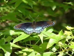 Red Spotted Purple Butterfly Image