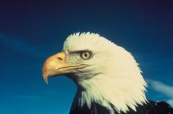 Bald Eagle Image