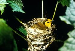 Hooded Warbler Image