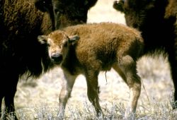 Bison Calf Image