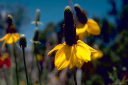 Coneflower Image