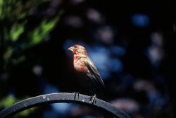 House Finch Image