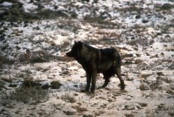 Wolf Image