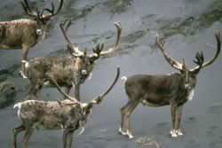 Caribou Bulls in Velvet Image