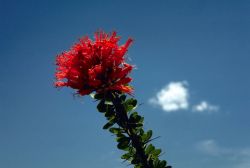 Ocotillo Image