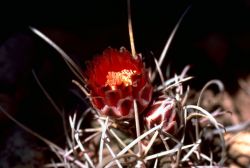 Fishhook cactus Image