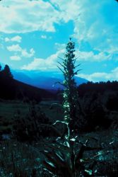 Green Gentian Image