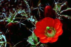 Claret Cup Cactus Image