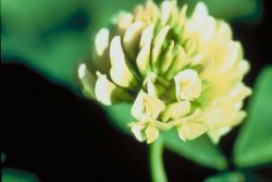 Running Buffalo Clover Image