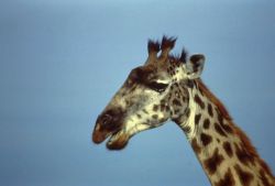 Giraffe Photo