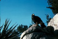 Harris Hawk Image