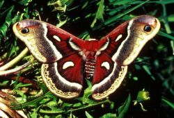 Cecropia Moth Image