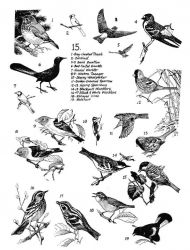 Birds 15 Image