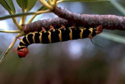 Caterpillar Image