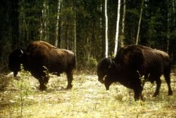 Bison Image