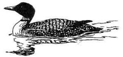 common loon 2 Image