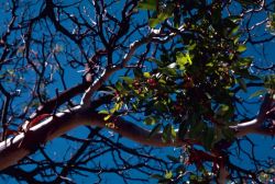 Texas Madrone tree Image