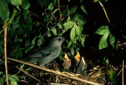 Catbird and Young Image