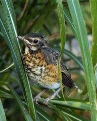 WOE222 Baby Robin Image