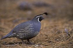 WO3950 California Quail Image