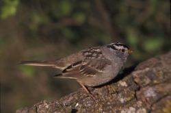 WO3767 White-crowned Sparrow Photo