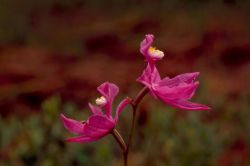 Calopogon Orchid Image