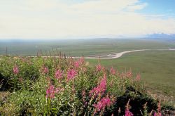 Coastal Plain Arctic National Wildlife Refuge Image