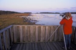 Birdwatcher and Snow Geese Photo