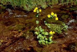 Yellow Monkey Flower Image