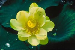 Lotus Flower Image