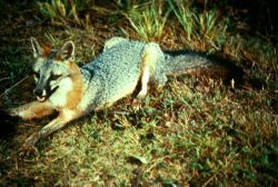 Gray Fox Image