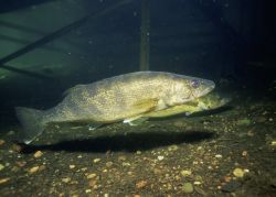 Walleye Photo