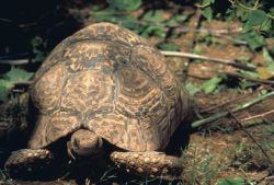 Leopard tortoise Image