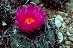 Eagle Claw Cactus Image