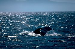 Humpback Whale Mexico Image