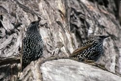 European Starling Image