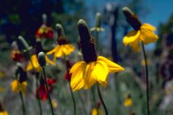 Coneflowers Image